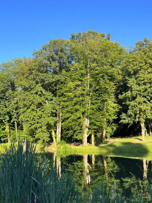 L'étang du parc bordé de grands arbres, reflets sur l'eau
