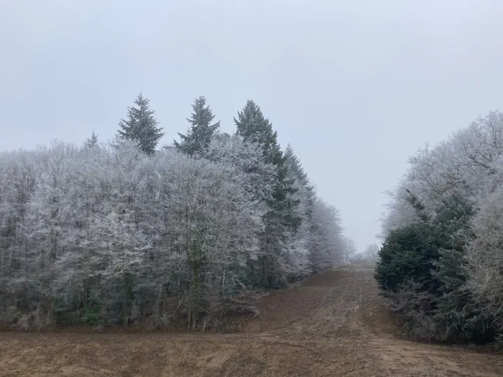Viale del parco sotto la brina, alberi imbiancati nella foschia del mattino