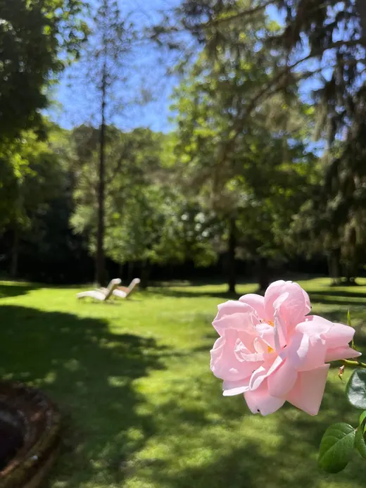 Pelouse du parc au printemps, rosier en fleurs et transats à l'ombre