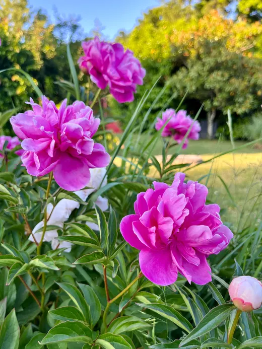 Peonie rosa e fucsia in fiore nel giardino del castello